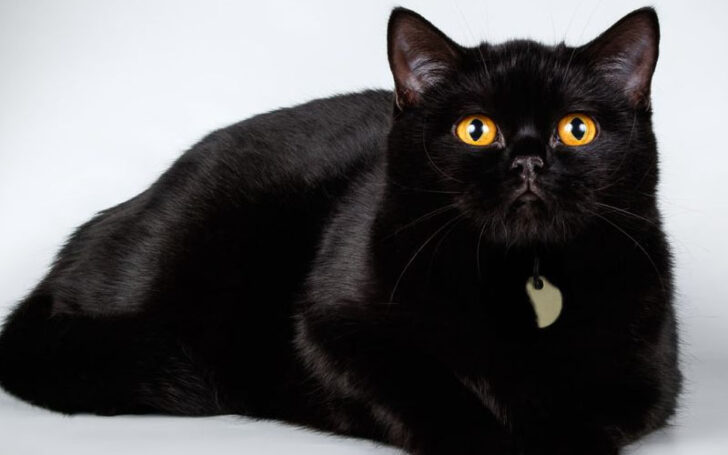 Black Cat Breeds