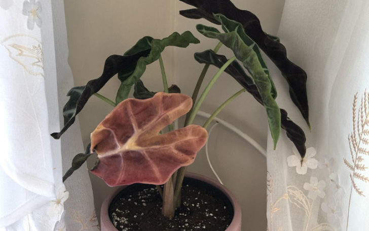 Alocasia Polly