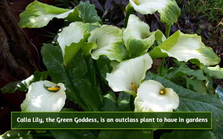 Green Flowers