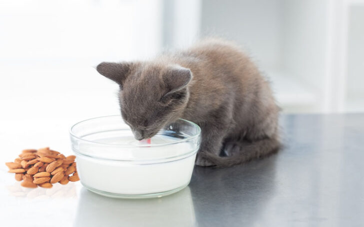 Can Cats Eat Almonds