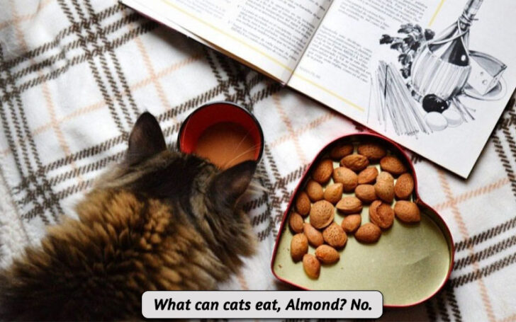 What Can Cats Eat