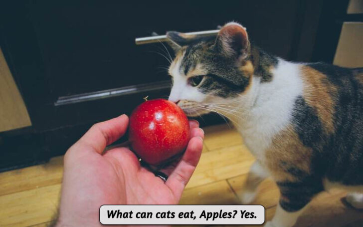 What Can Cats Eat