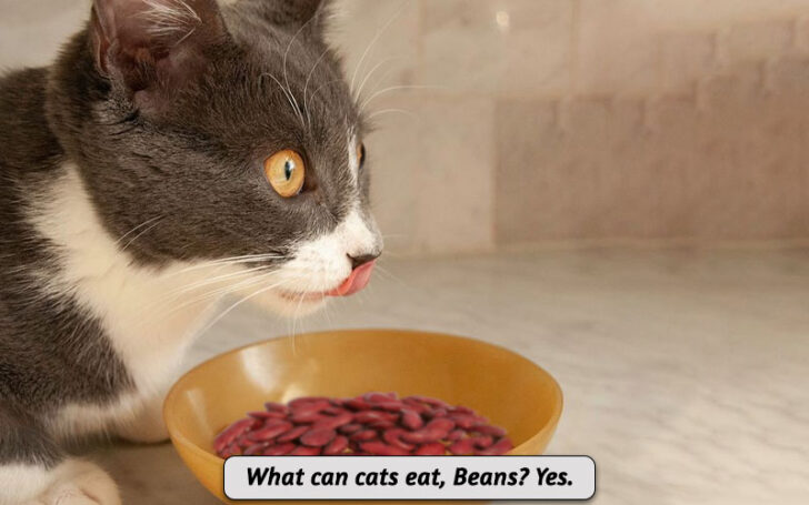 What Can Cats Eat