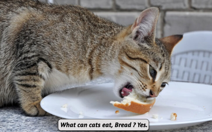 What Can Cats Eat