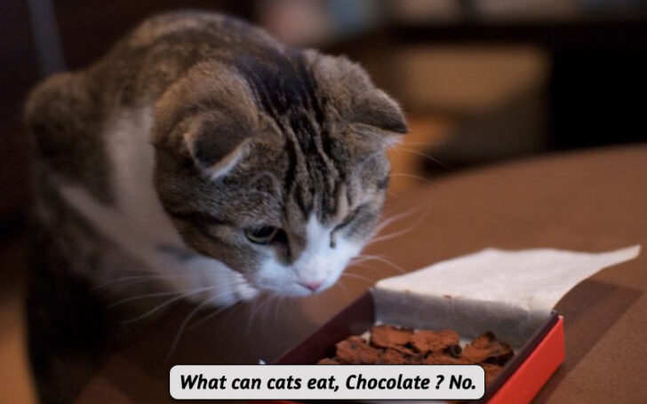 What Can Cats Eat