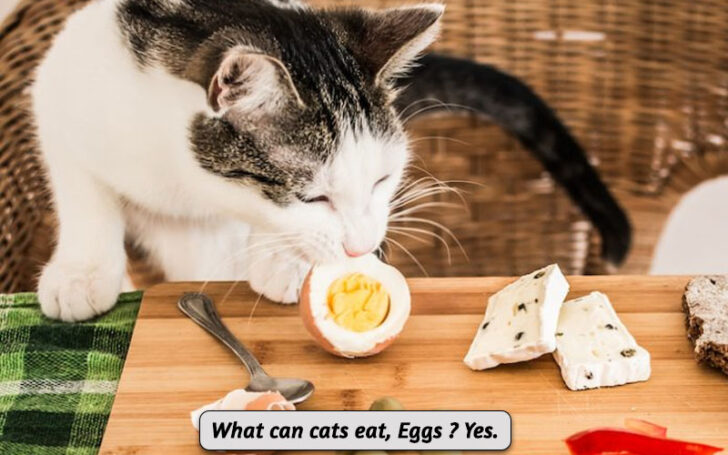 What Can Cats Eat