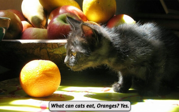 What Can Cats Eat