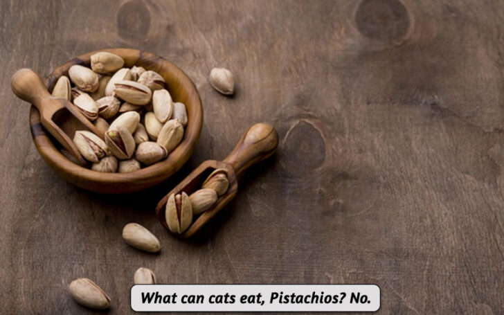 What Can Cats Eat