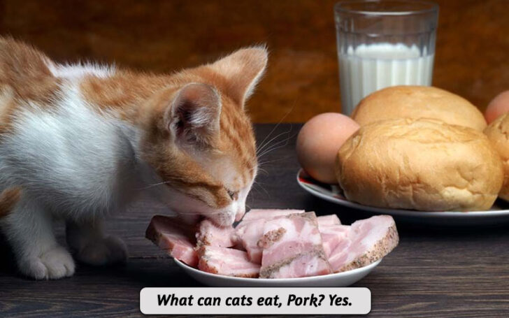 What Can Cats Eat