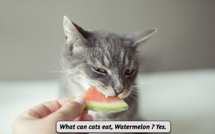 What Can Cats Eat