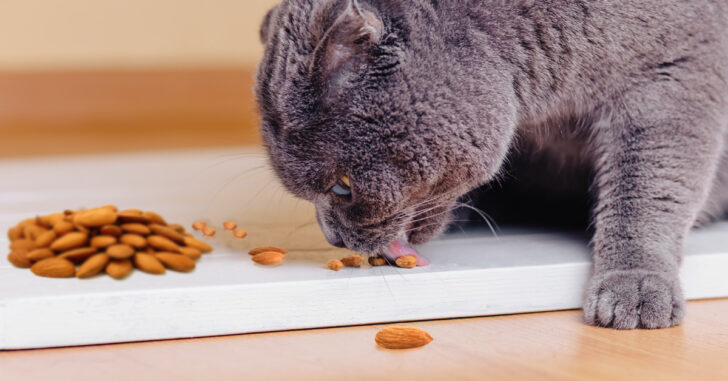 Can Cats Eat Almonds