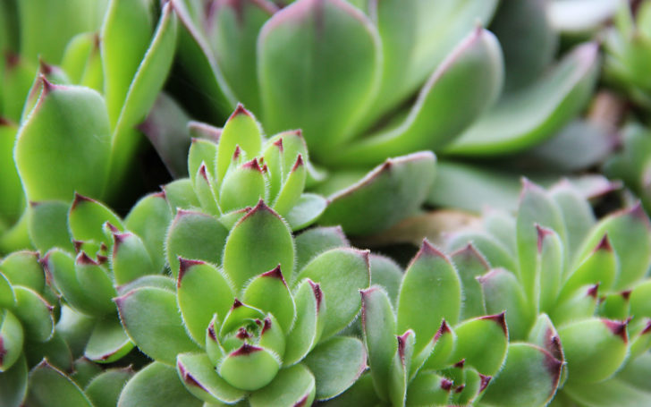 Low Light Succulents