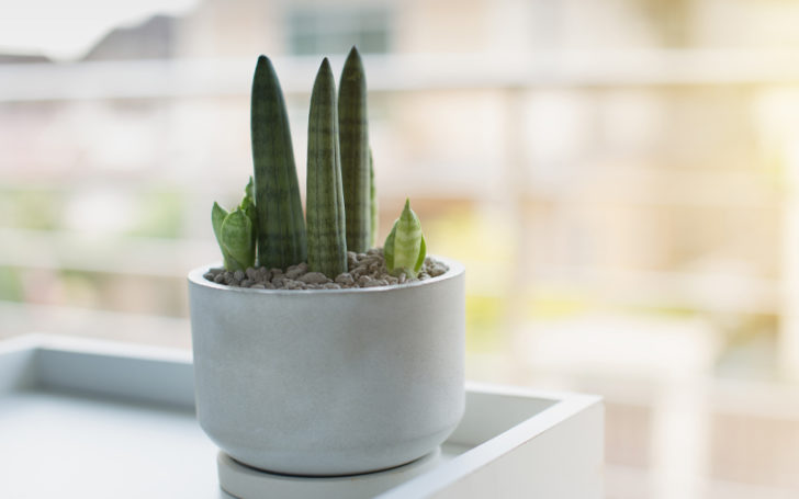 Low Light Succulents