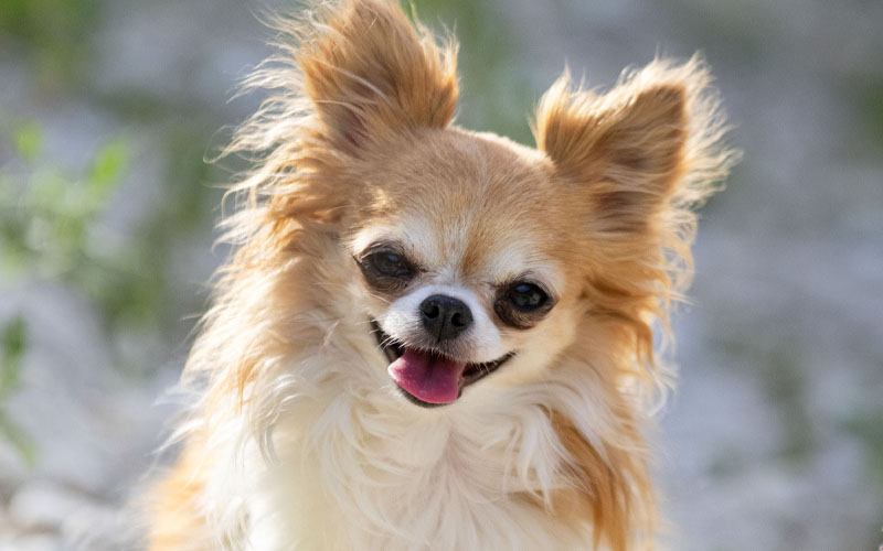 Long Haired Chihuahua