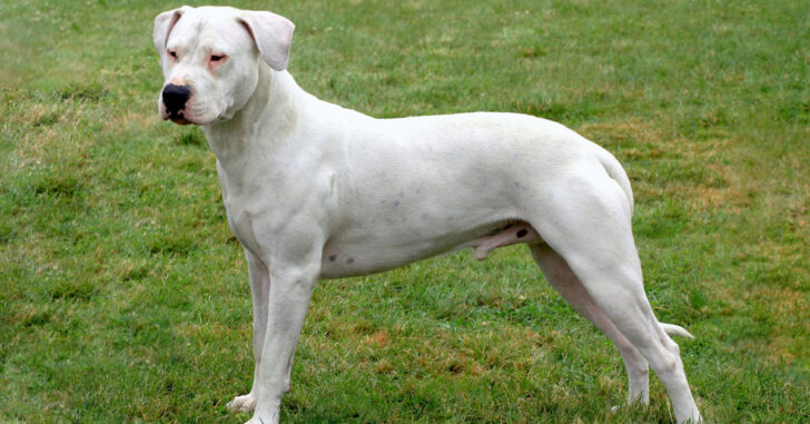 Dogo Argentino