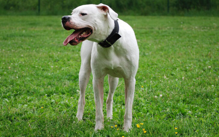 Dogo Argentino