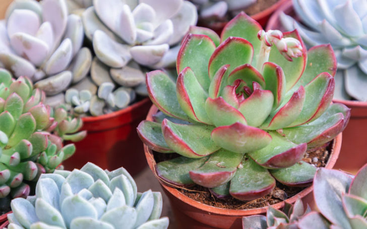 Low Light Succulents