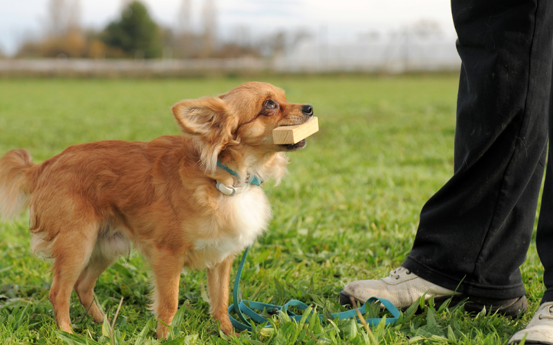 Long Haired Chihuahua