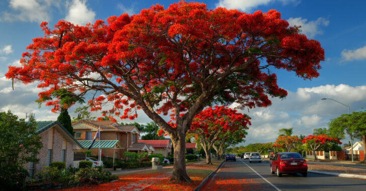 Flamboyant Tree