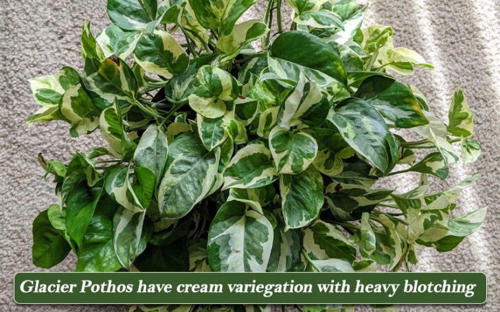 Types of Pothos