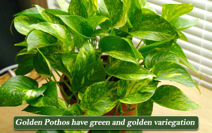 Types of Pothos