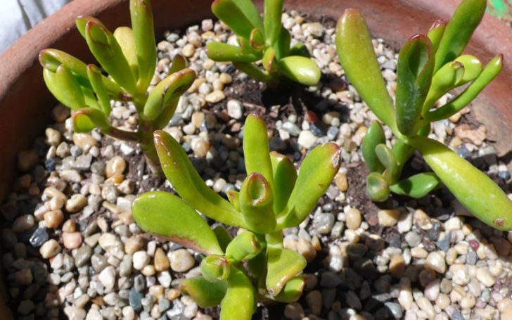 Low Light Succulents