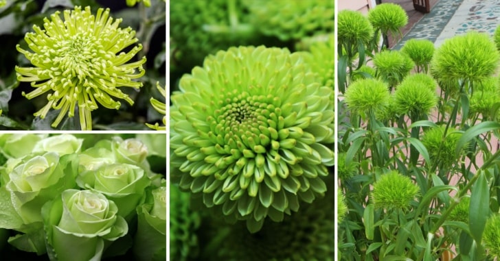 Green Flowers