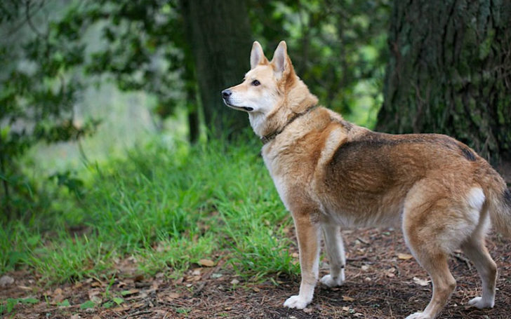 Coydog