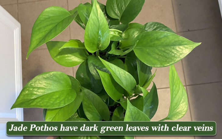 Types of Pothos