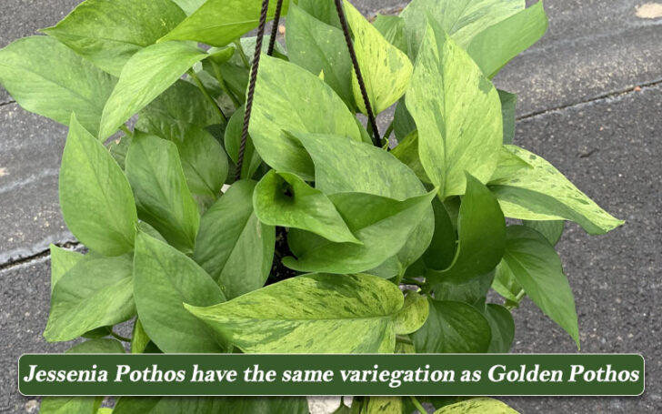 Types of Pothos