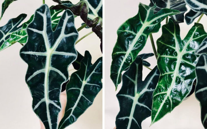 Alocasia Polly