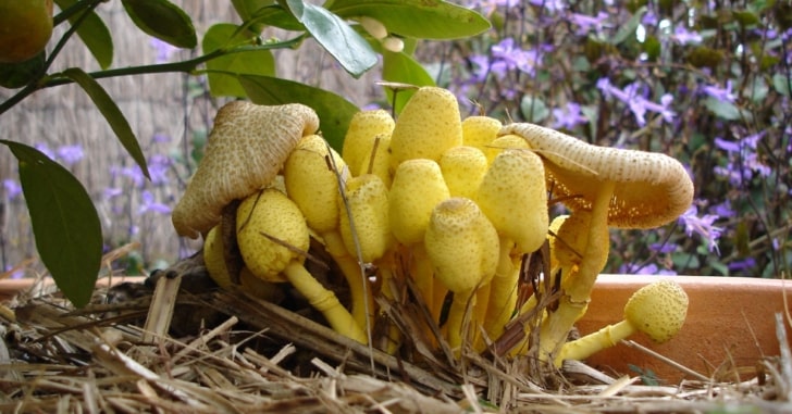 Leucocoprinus Birnbaumii