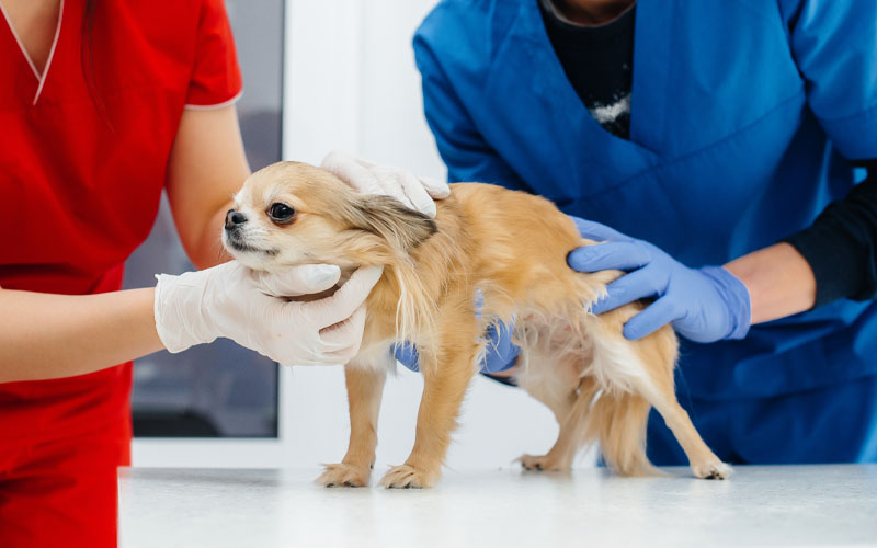 Long Haired Chihuahua