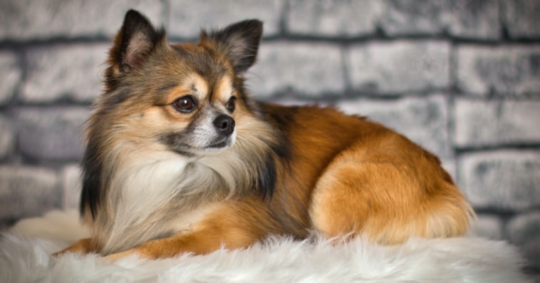 Long Haired Chihuahua