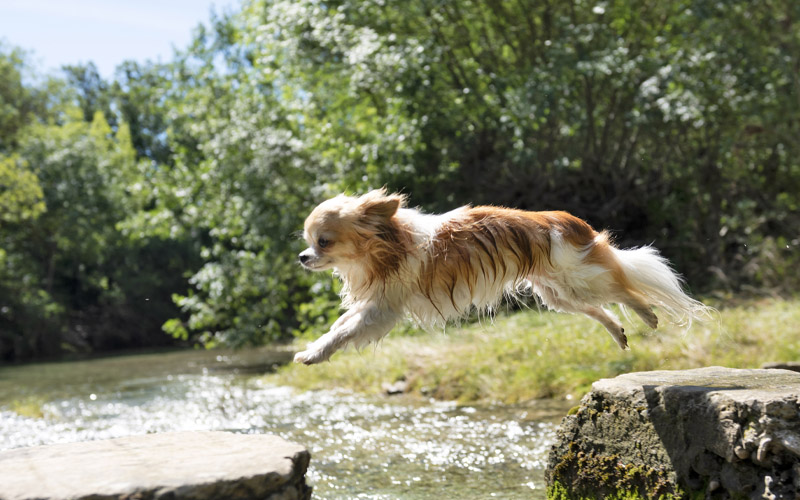 Long Haired Chihuahua