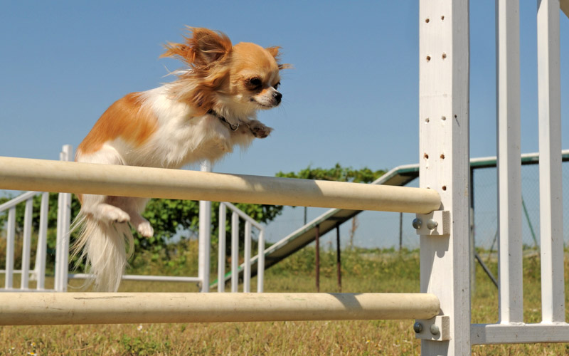 Long Haired Chihuahua