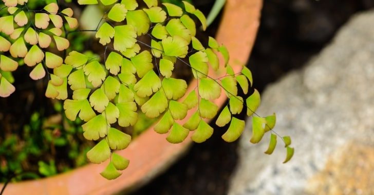 Maidenhair Fern