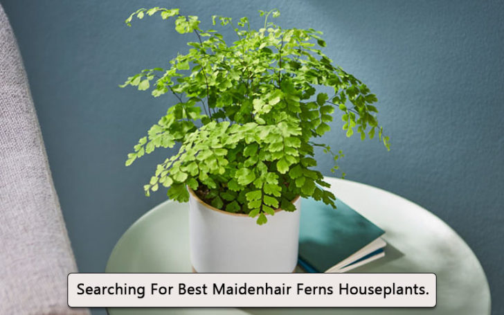 Maidenhair Fern