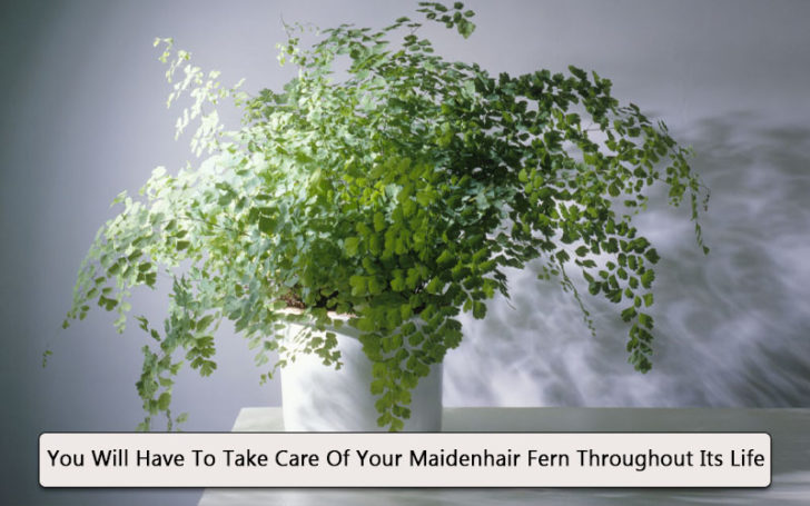 Maidenhair Fern