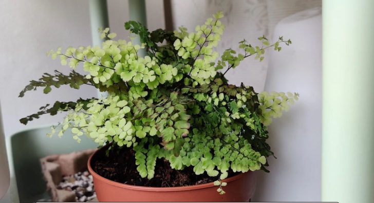 Maidenhair Fern