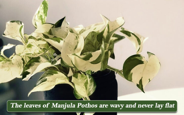 Types of Pothos