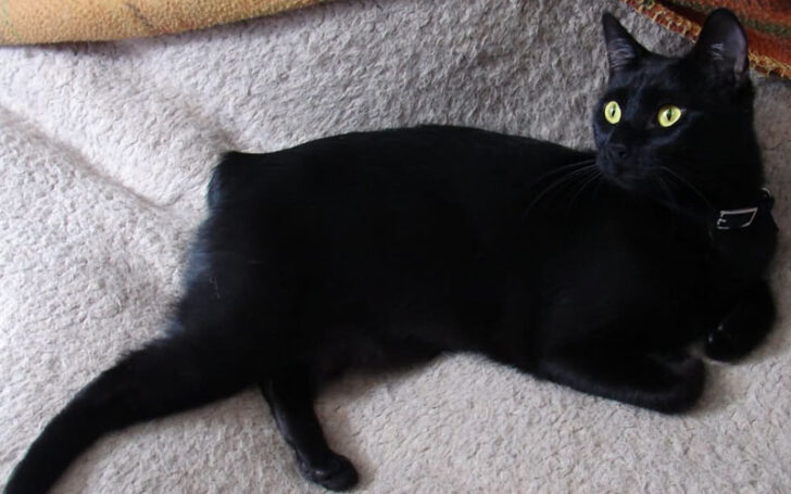 Black Cat Breeds