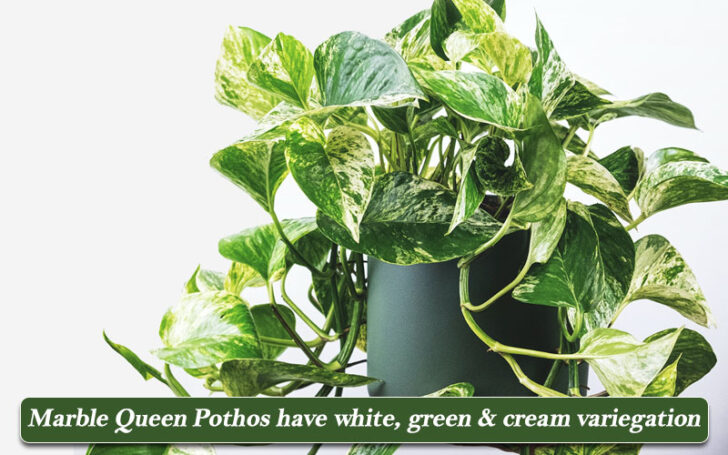 Types of Pothos