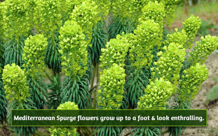 Green Flowers