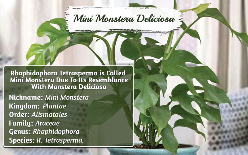 Types Of Monstera