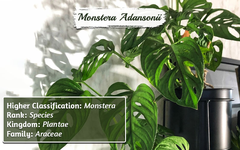 Types Of Monstera