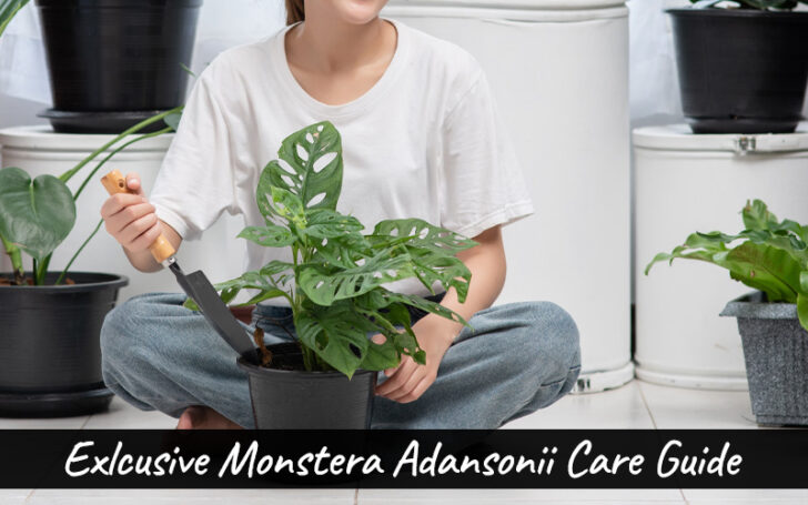 Monstera Adansonii Care