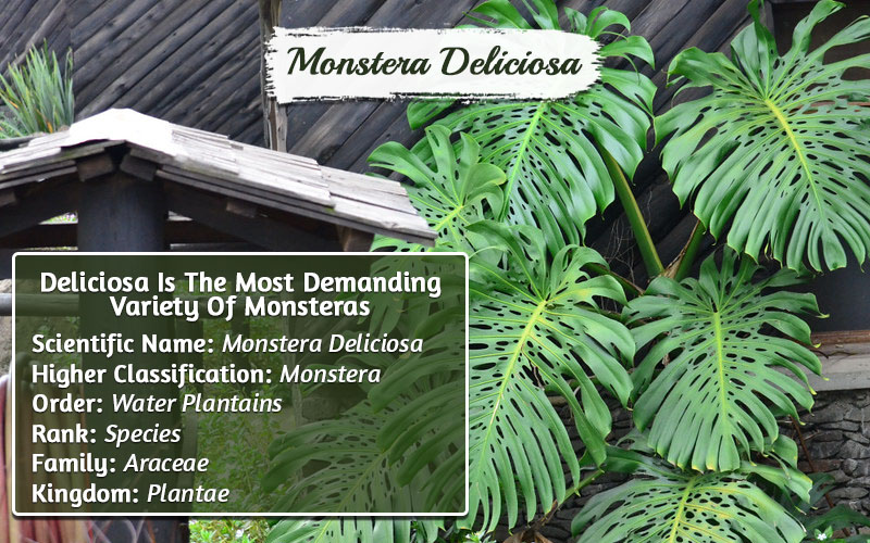 Types Of Monstera