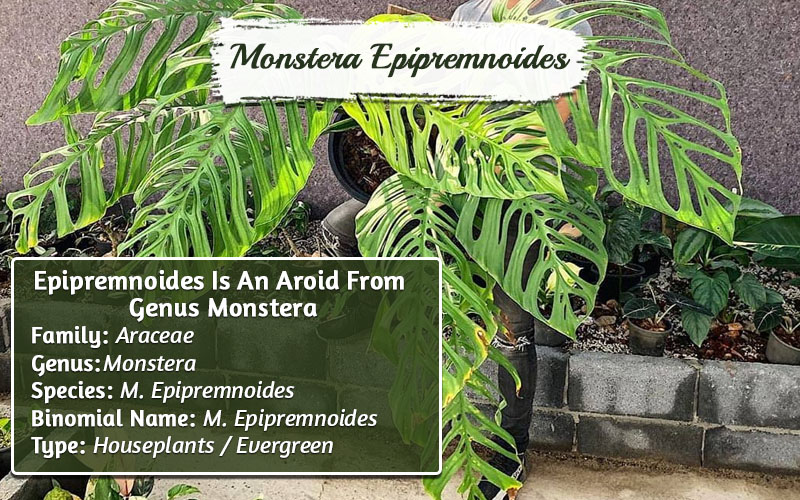 Types Of Monstera