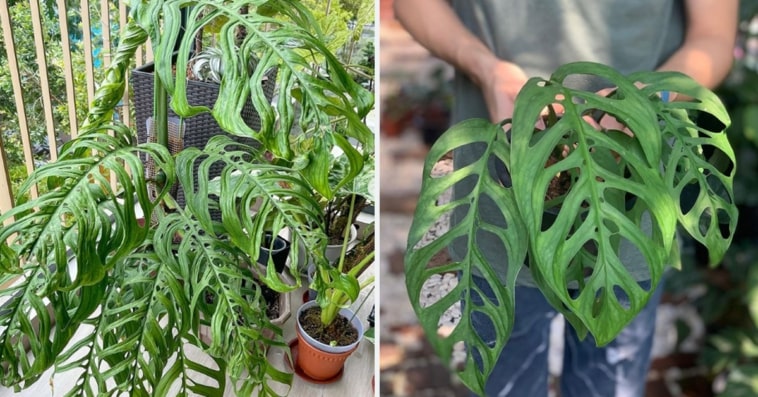 Monstera Epipremnoides